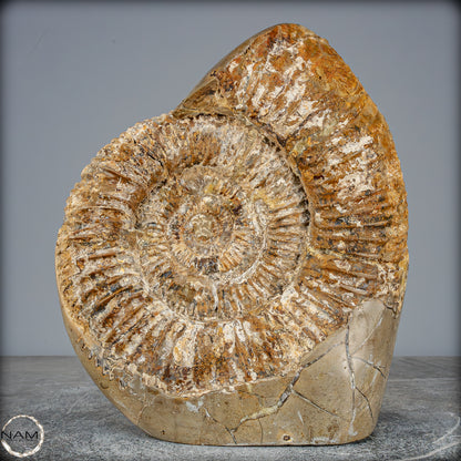 Natürliches Ammoniten-Fossil in Septarien-Matrix, sehr selten - 6119,15g