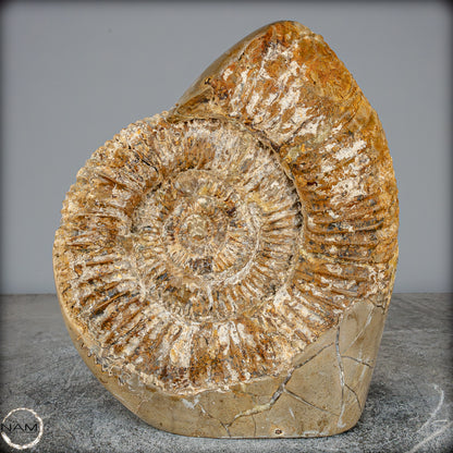 Natürliches Ammoniten-Fossil in Septarien-Matrix, sehr selten - 6119,15g