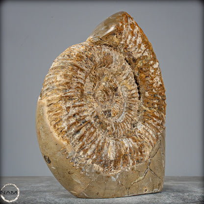 Natürliches Ammoniten-Fossil in Septarien-Matrix, sehr selten - 6119,15g