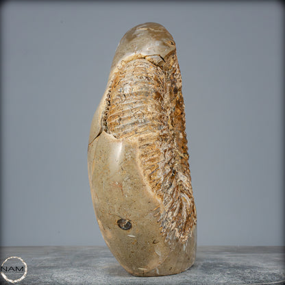 Natürliches Ammoniten-Fossil in Septarien-Matrix, sehr selten - 6119,15g
