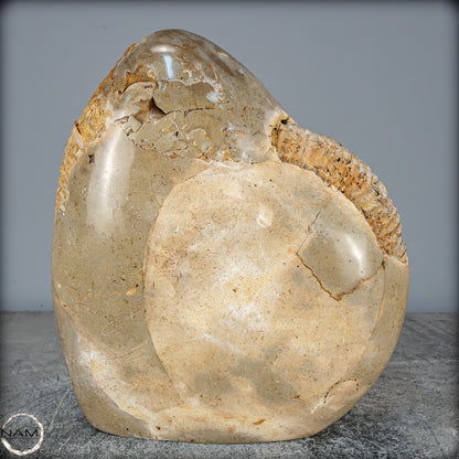 Natürliches Ammoniten-Fossil in Septarien-Matrix, sehr selten - 6119,15g
