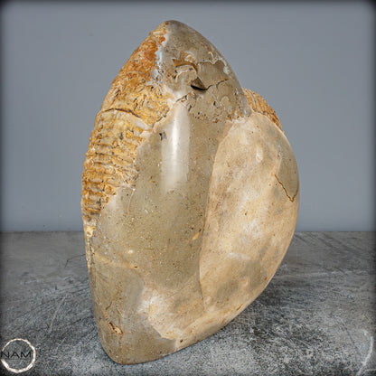 Natürliches Ammoniten-Fossil in Septarien-Matrix, sehr selten - 6119,15g