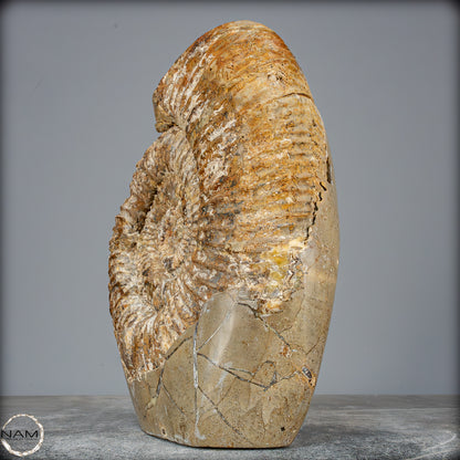 Natürliches Ammoniten-Fossil in Septarien-Matrix, sehr selten - 6119,15g