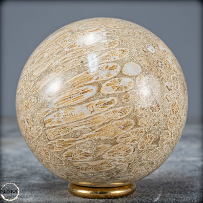 Natürliche Fossile Koralle als Kugel - 412,73g - 70mm