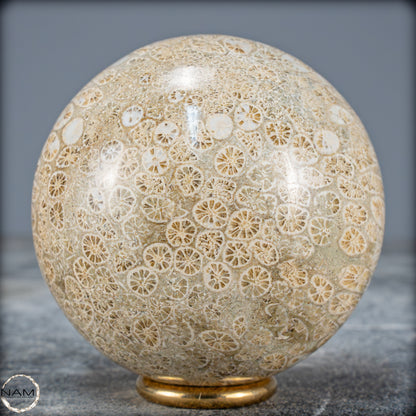 Natürliche Fossile Koralle als Kugel - 412,73g - 70mm