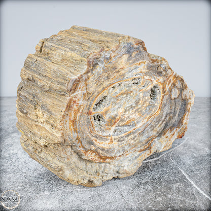 Natürliche Versteinerte Holz Kristall-Schale - 3024,77g