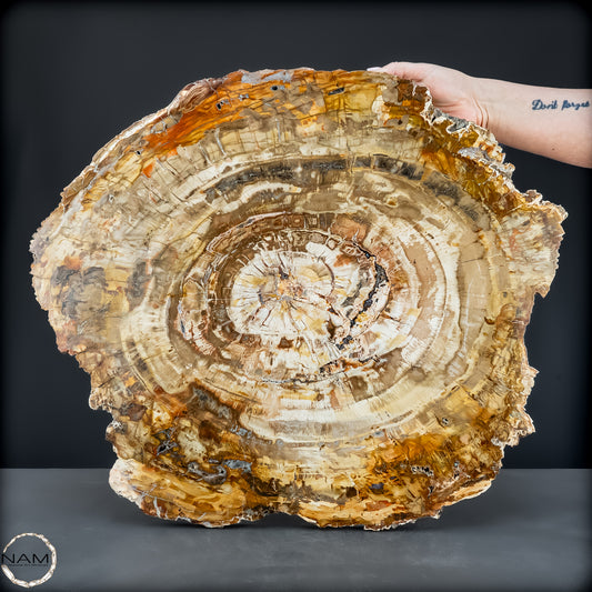 Natürliche Versteinerte Holz Kristall-Scheibe aus Arizona - 14800,61g