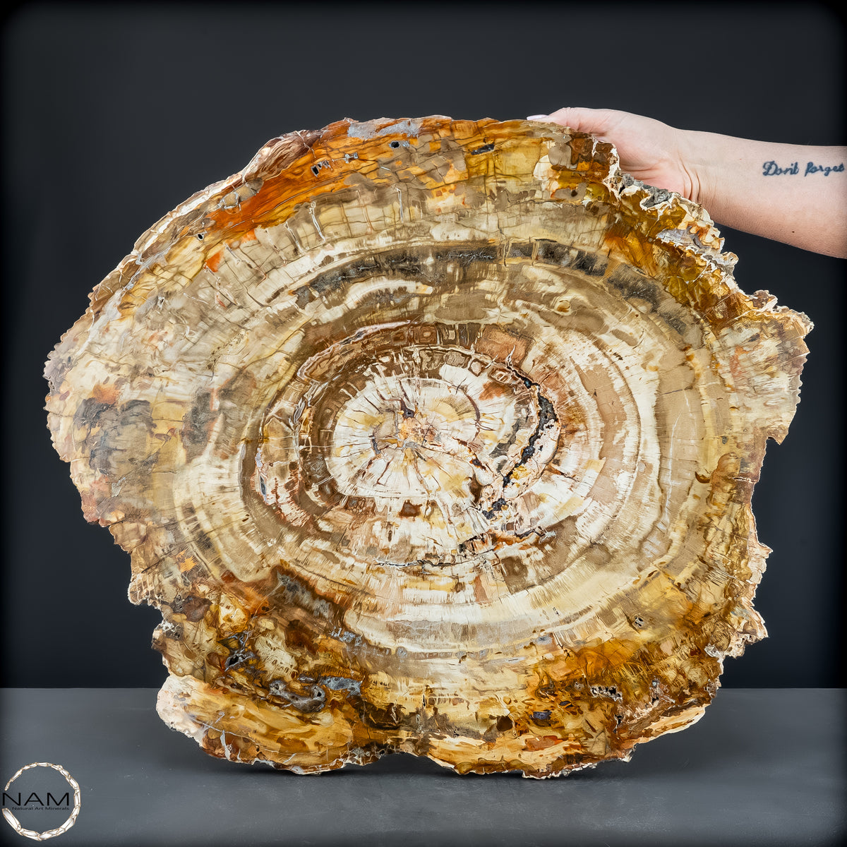 Natürliche Versteinerte Holz Kristall-Scheibe aus Arizona - 14800,61g