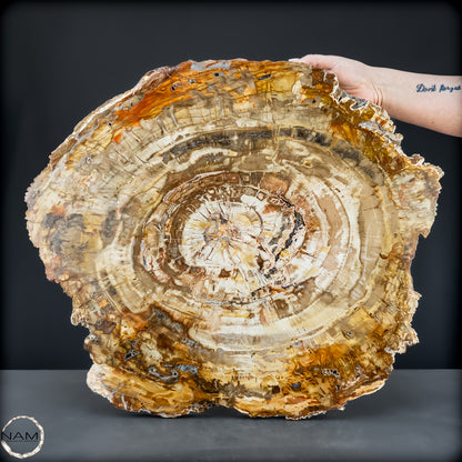 Natürliche Versteinerte Holz Kristall-Scheibe aus Arizona - 14800,61g