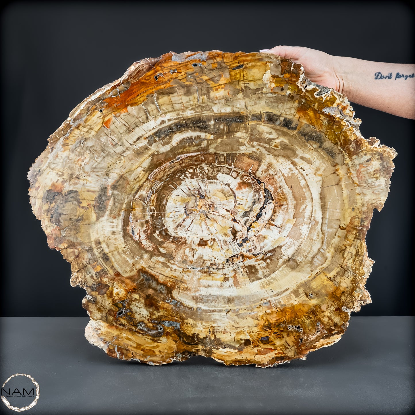 Natürliche Versteinerte Holz Kristall-Scheibe aus Arizona - 14800,61g