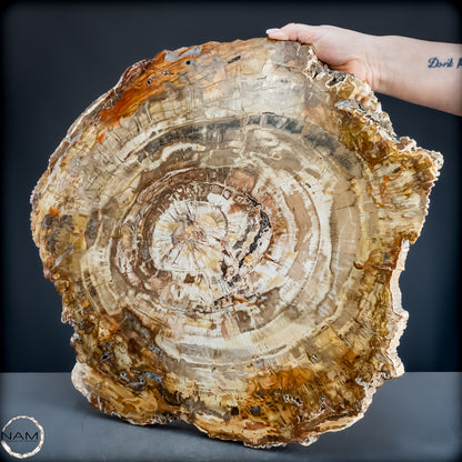 Natürliche Versteinerte Holz Kristall-Scheibe aus Arizona - 14800,61g