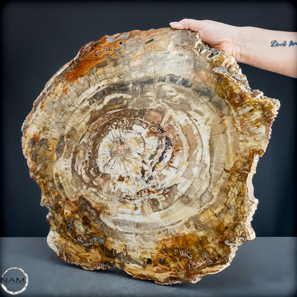 Natürliche Versteinerte Holz Kristall-Scheibe aus Arizona - 14800,61g