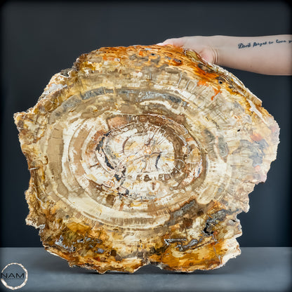 Natürliche Versteinerte Holz Kristall-Scheibe aus Arizona - 14800,61g