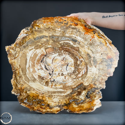 Natürliche Versteinerte Holz Kristall-Scheibe aus Arizona - 14800,61g