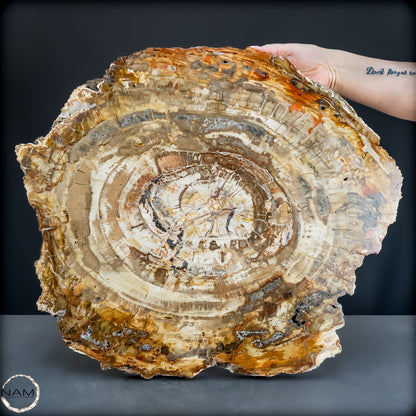 Natürliche Versteinerte Holz Kristall-Scheibe aus Arizona - 14800,61g
