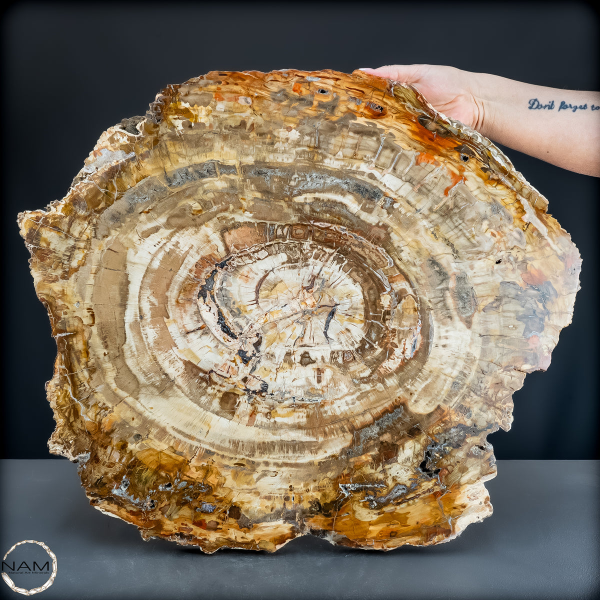 Natürliche Versteinerte Holz Kristall-Scheibe aus Arizona - 14800,61g