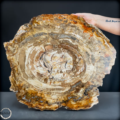 Natürliche Versteinerte Holz Kristall-Scheibe aus Arizona - 14800,61g