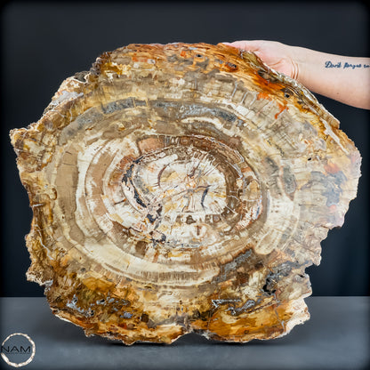 Natürliche Versteinerte Holz Kristall-Scheibe aus Arizona - 14800,61g