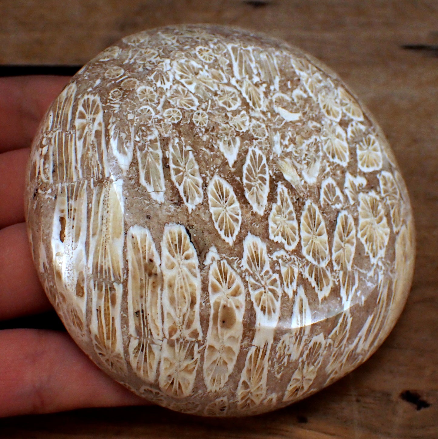 Fossile Koralle als Schale- Schüssel - 264,49g - 100 x 96 x 26mm