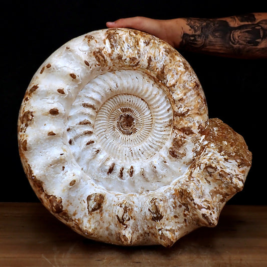 Sehr Großes Ammonit Fossil - 32861,66g - 500 x 405 x 200 mm