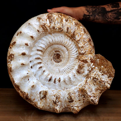 Sehr Großes Ammonit Fossil - 32861,66g - 500 x 405 x 200 mm