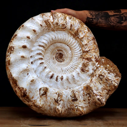 Sehr Großes Ammonit Fossil - 32861,66g - 500 x 405 x 200 mm