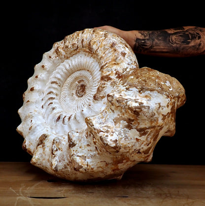 Sehr Großes Ammonit Fossil - 32861,66g - 500 x 405 x 200 mm