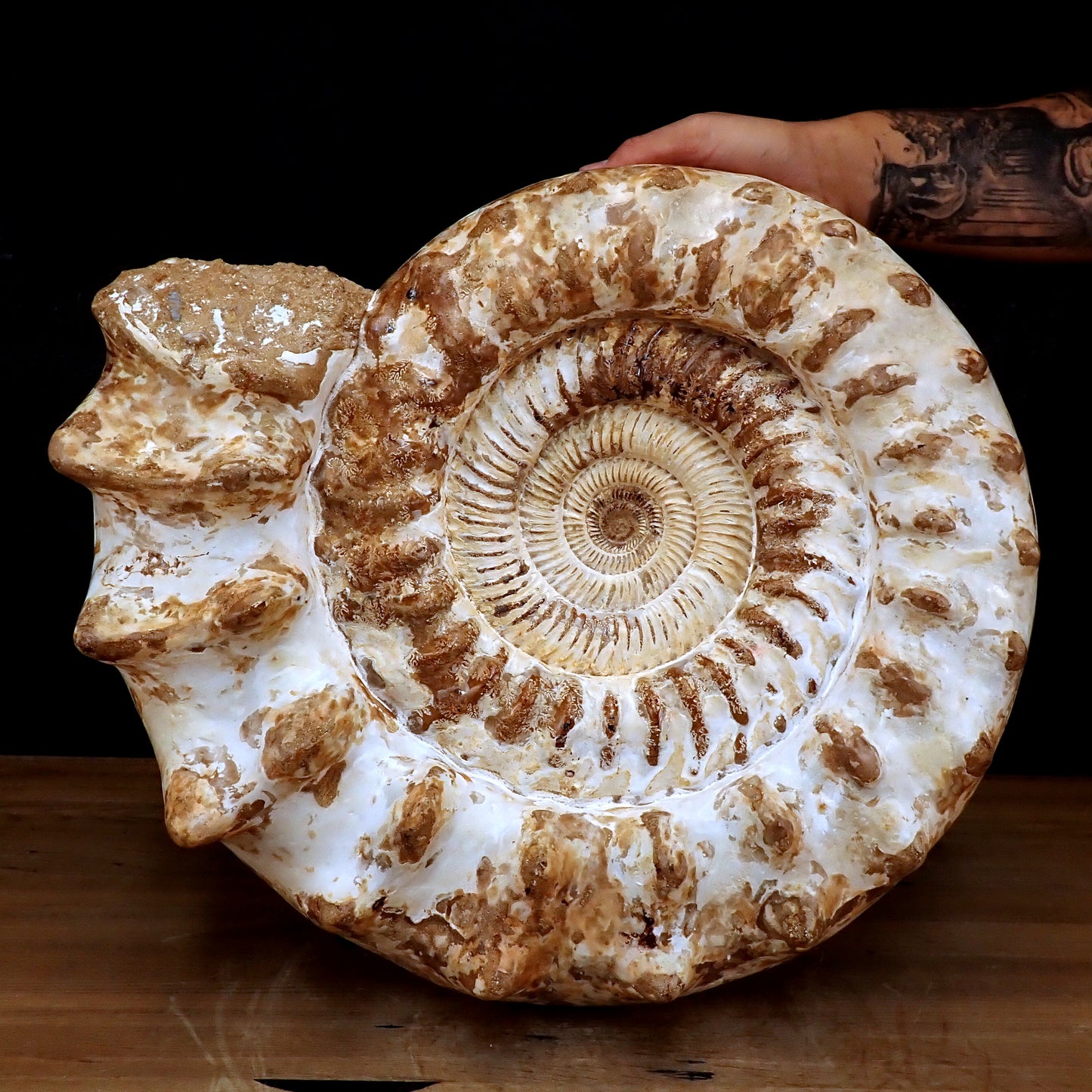 Sehr Großes Ammonit Fossil - 32861,66g - 500 x 405 x 200 mm