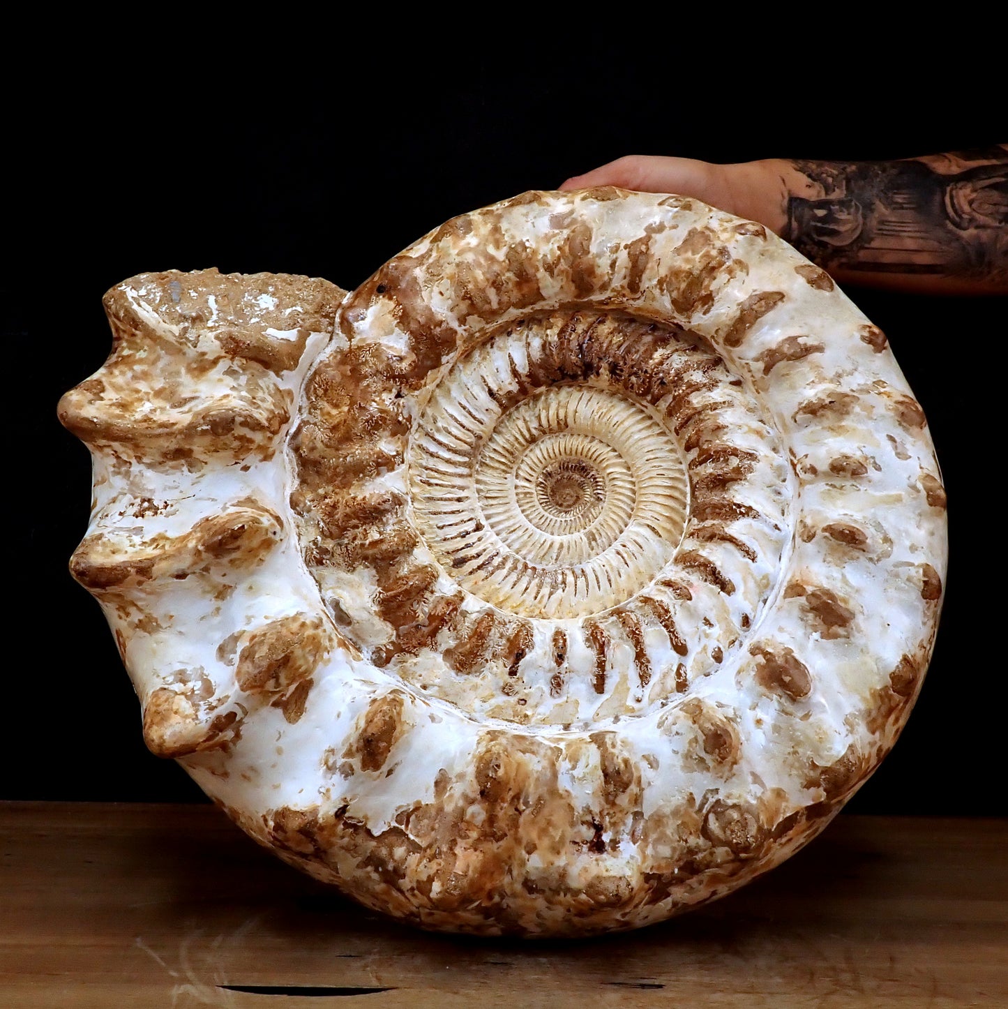 Sehr Großes Ammonit Fossil - 32861,66g - 500 x 405 x 200 mm