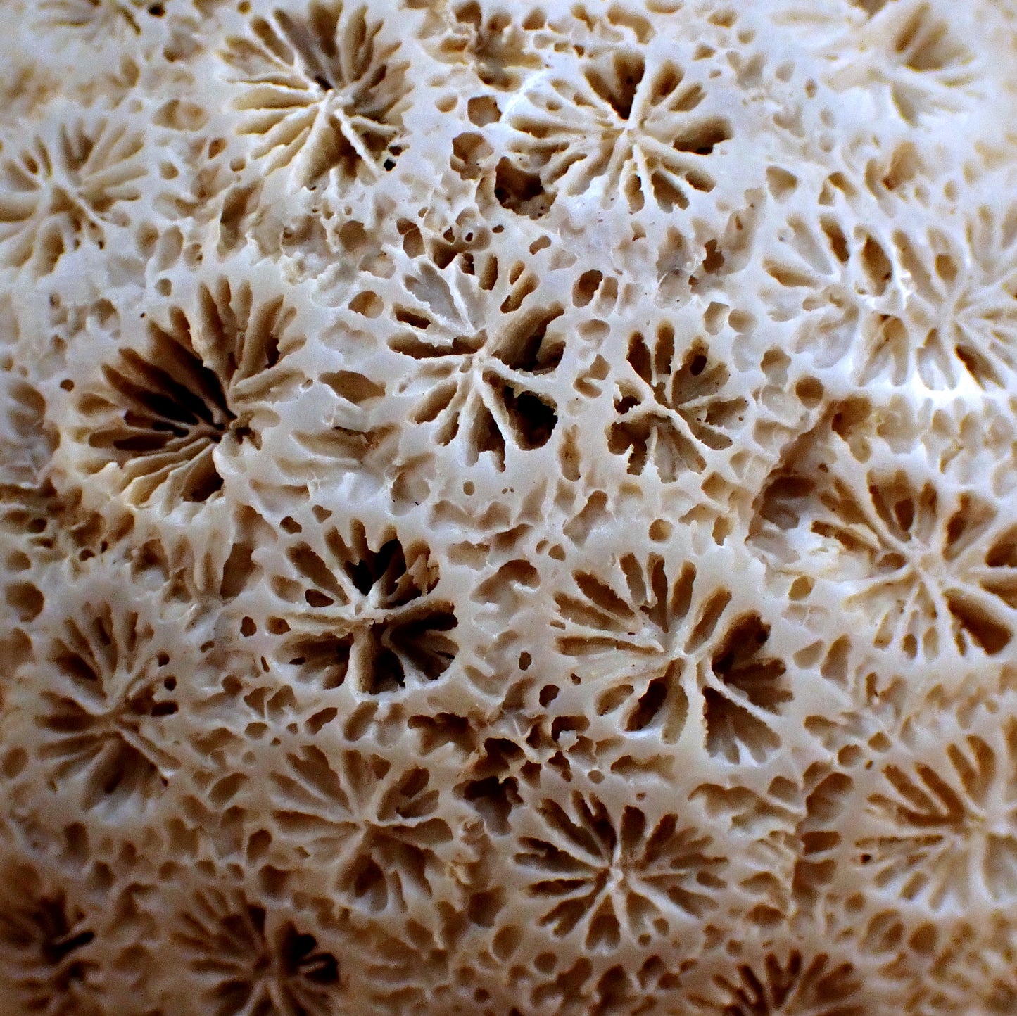 Kugel der weißen Koralle "Acropora Florida" - 169,98g - 65mm