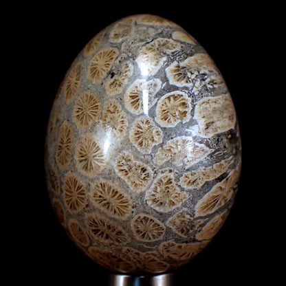 Fossile Koralle als Ei -  174,75g - 60x46x46mm