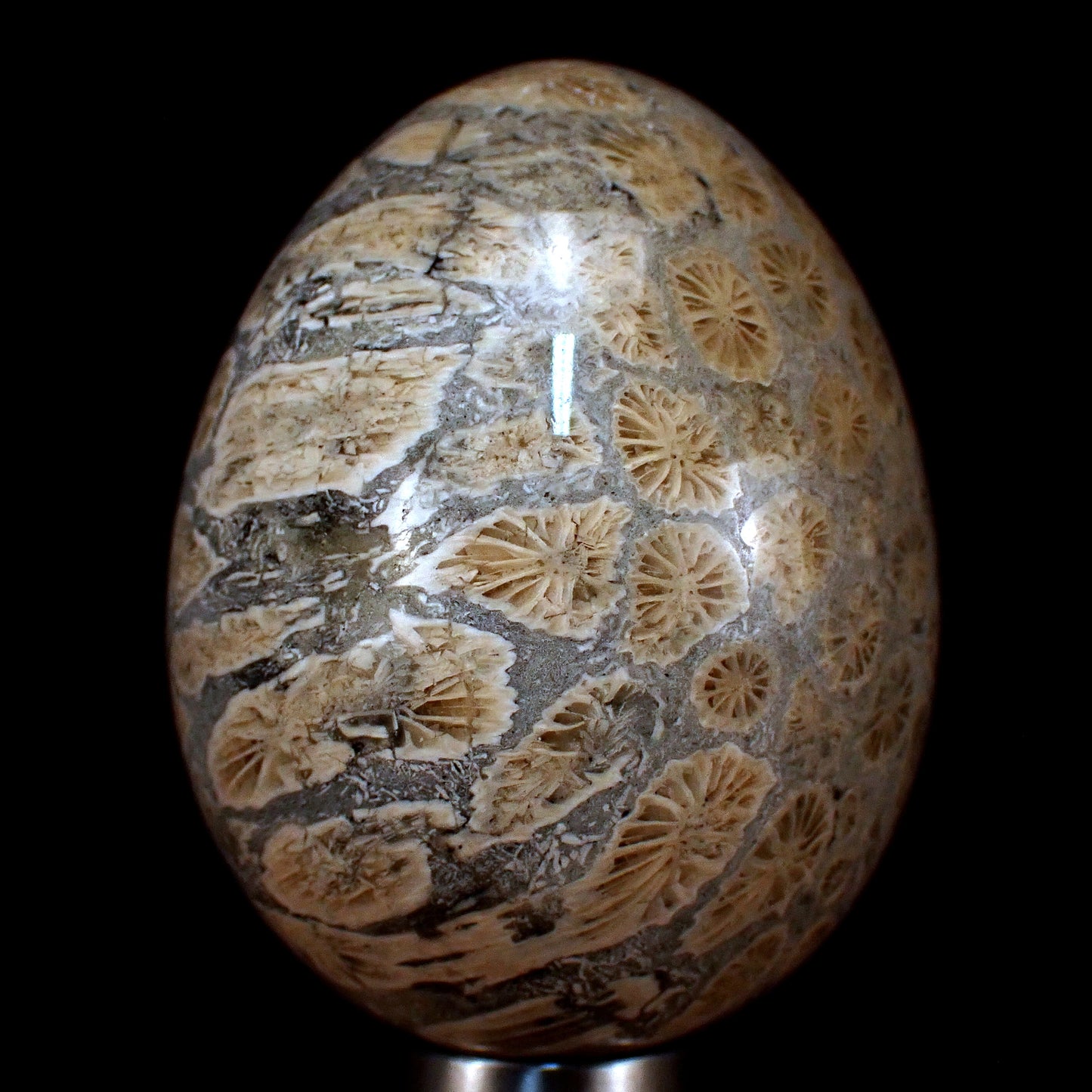 Fossile Koralle als Ei -  174,75g - 60x46x46mm