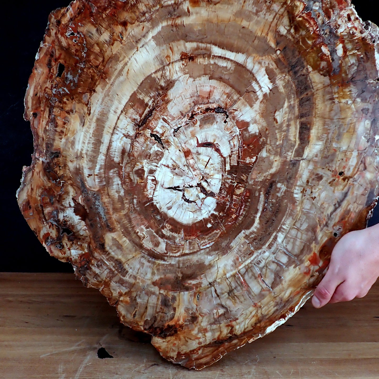 Sehr Große Scheibe  Versteinertes Holz - 15741,58g - 620 x 505 x 37mm