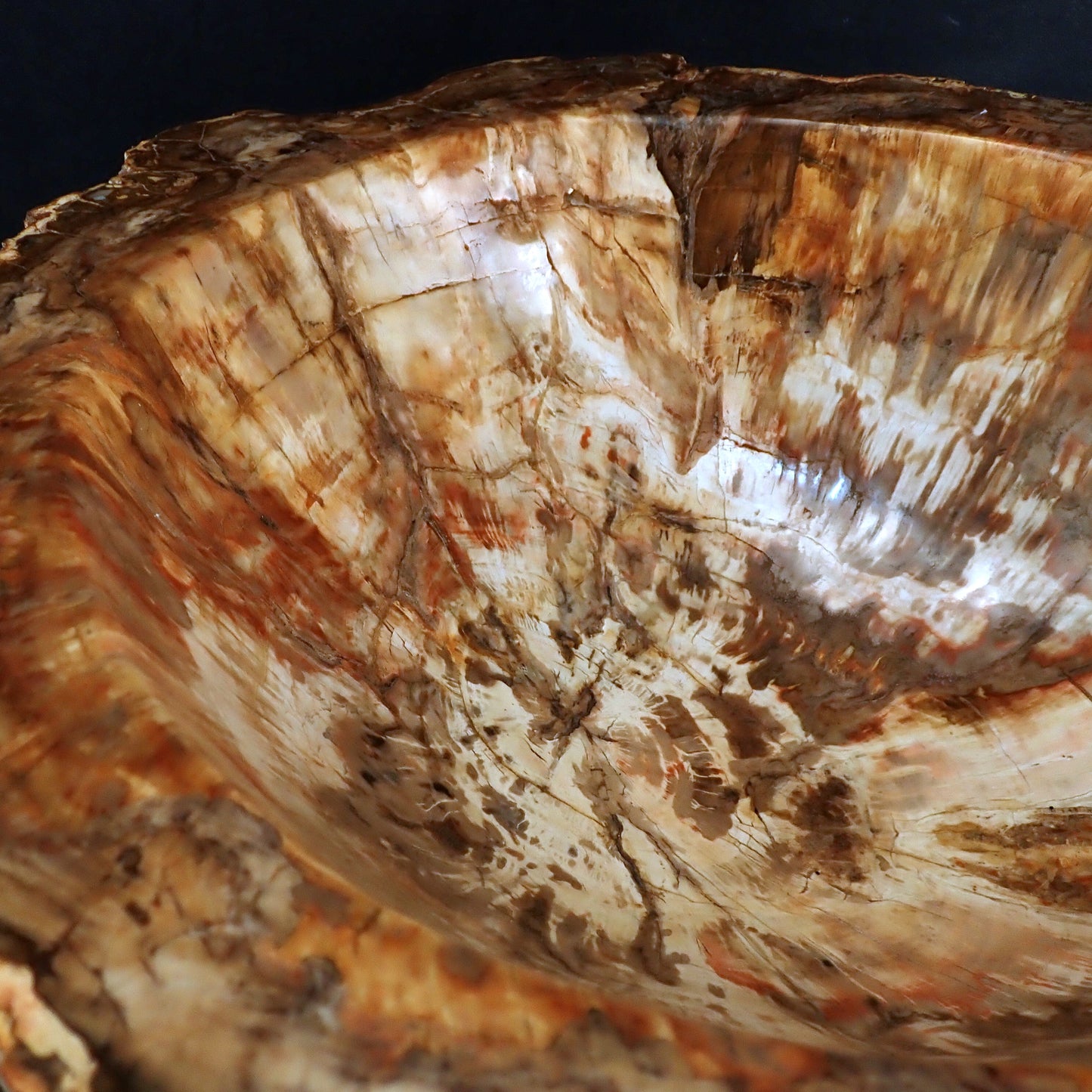 Sehr Große Schüssel - Waschbecken aus Versteinertes Holz - 59802,31g - 510 x 410 x 220mm