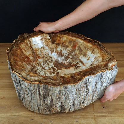 Sehr Große Schüssel - Waschbecken aus Versteinertes Holz - 59802,31g - 510 x 410 x 220mm