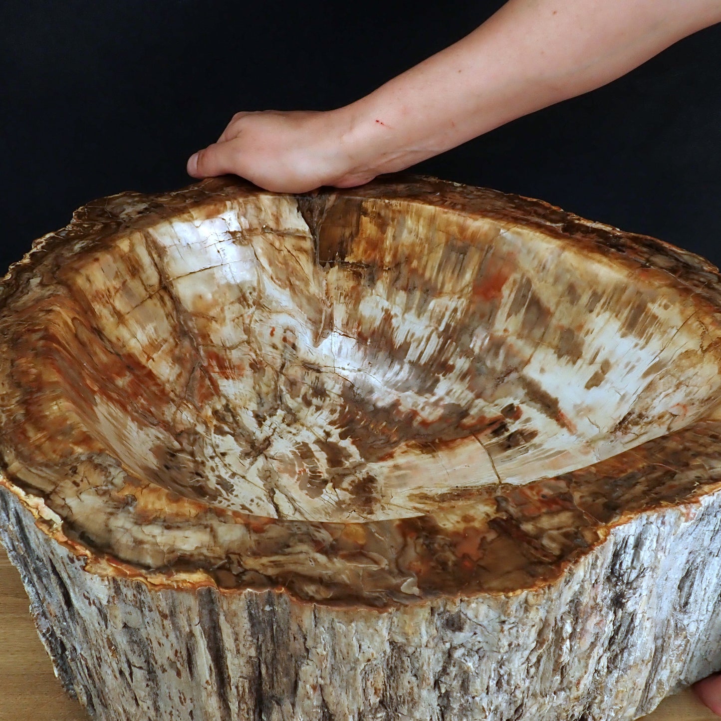 Sehr Große Schüssel - Waschbecken aus Versteinertes Holz - 59802,31g - 510 x 410 x 220mm