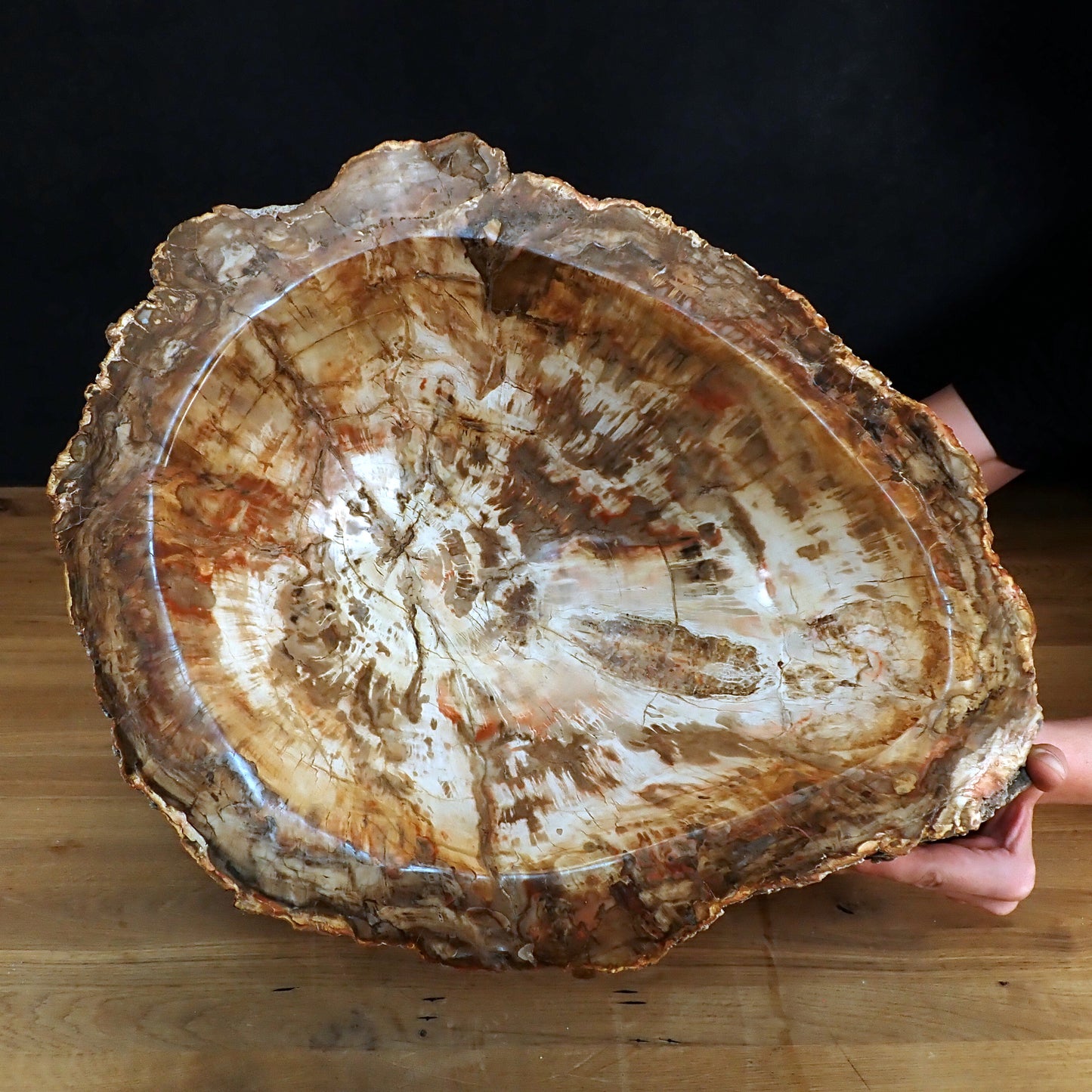 Sehr Große Schüssel - Waschbecken aus Versteinertes Holz - 59802,31g - 510 x 410 x 220mm