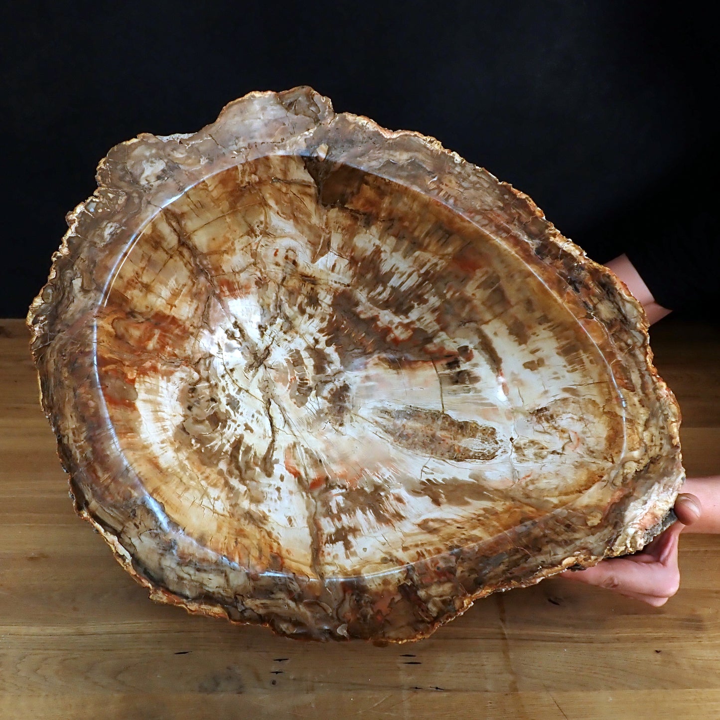 Sehr Große Schüssel - Waschbecken aus Versteinertes Holz - 59802,31g - 510 x 410 x 220mm