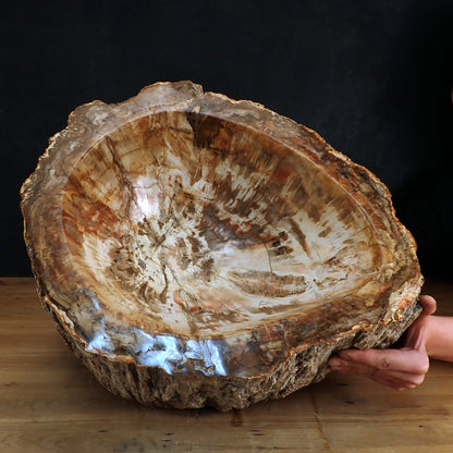 Sehr Große Schüssel - Waschbecken aus Versteinertes Holz - 59802,31g - 510 x 410 x 220mm