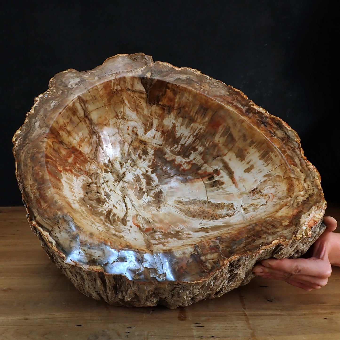 Sehr Große Schüssel - Waschbecken aus Versteinertes Holz - 59802,31g - 510 x 410 x 220mm