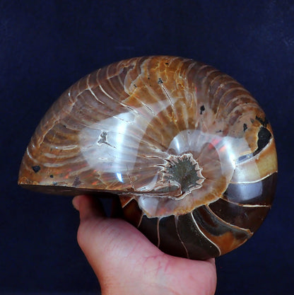 Natürlicher Bunter & Schillernder Nautilus Fossil - 4273,61g