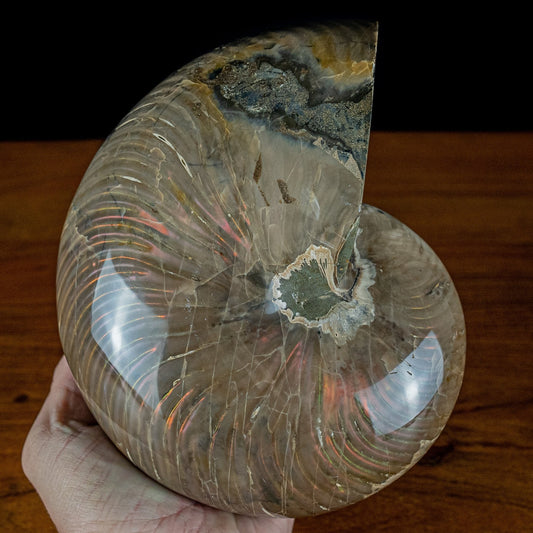 Natürlicher Bunter & Schillernder Nautilus Fossil - 3951,78g