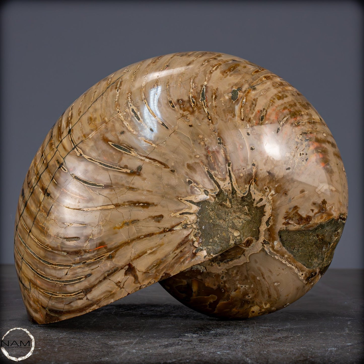 Natürlicher Bunter & Schillernder Nautilus Fossil - 3089,99g