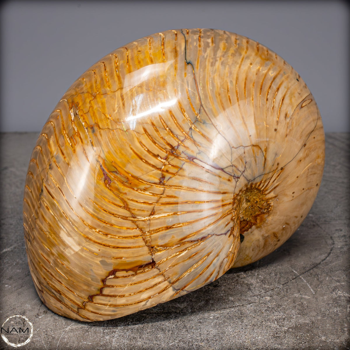 Natürlicher Bunter & Schillernder Nautilus Fossil - 4032,15g