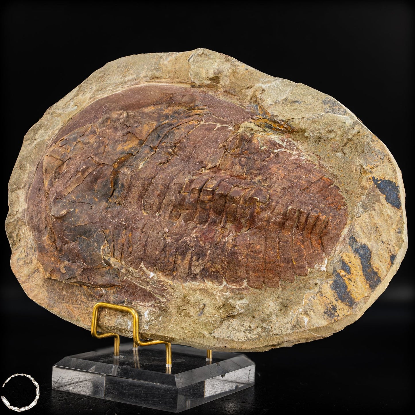 Fossil eines großen Trilobiten - Hollardops mesocristata, Marokko - 1675,72g
