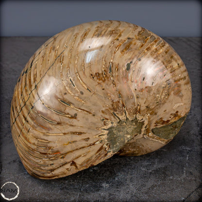 Natürlicher Bunter & Schillernder Nautilus Fossil - 3089,99g