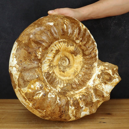 Sehr Großes Ammonit Fossil - 20125g - 425×360×190 mm