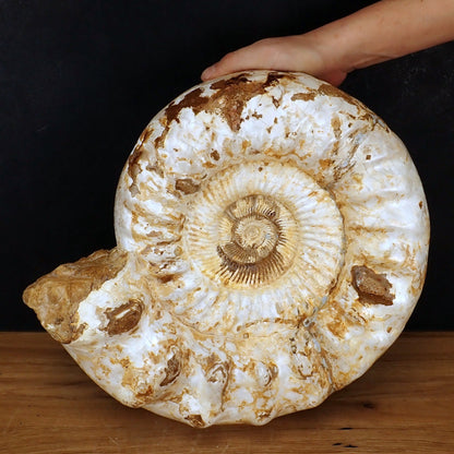 Sehr Großes Ammonit Fossil - 20125g - 425×360×190 mm