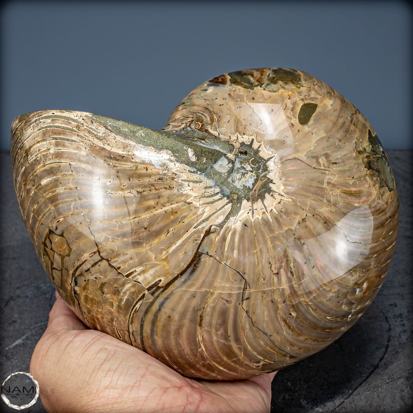 Natürlicher Bunter & Schillernder Nautilus Fossil - 2587,17g