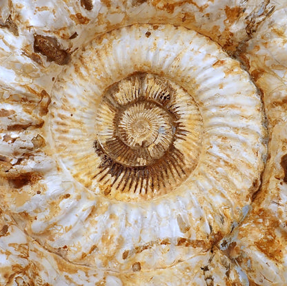 Sehr Großes Ammonit Fossil - 20125g - 425×360×190 mm